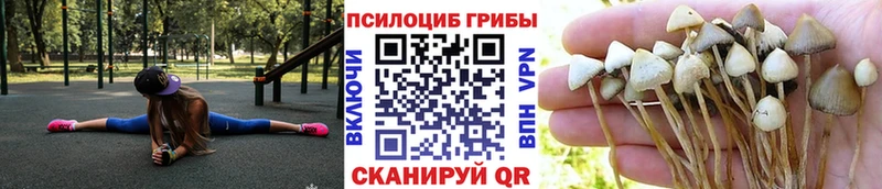 Галлюциногенные грибы Cubensis  сколько стоит  Вологда 